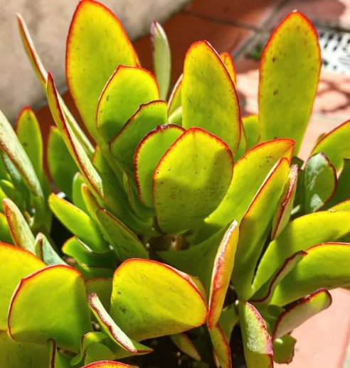 Wave leaf Jade &acirc;��Blue Bird&acirc;�� succulent cutting Plant Flower Plant RARE Home Plant Easy Care