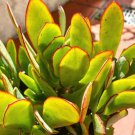 Wave leaf Jade ‘Blue Bird’ succulent cutting Plant Flower Plant RARE Home Plant Easy Care