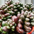 Shiny Succulent Sedum Furfuraceum cutting Plant Flower Plant RARE Home Plant Easy Care