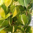 Brazilian pothos (Philodendron) cutting Plant Flower Plant RARE Home Plant Easy Care