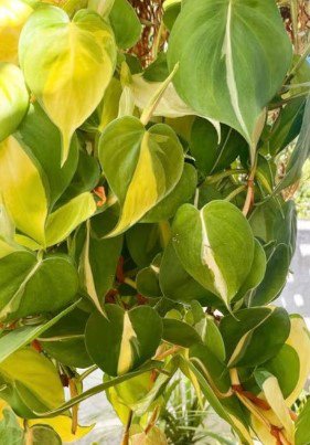 Brazilian pothos (Philodendron) cutting Plant Flower Plant RARE Home Plant Easy Care
