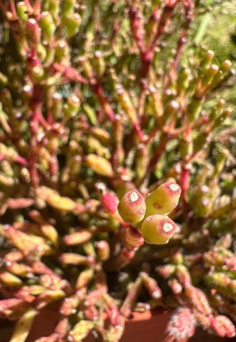 Dancing bones succulents cutting Plant Flower Plant RARE Home Plant Easy Care