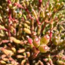 Dancing bones succulents cutting Plant Flower Plant RARE Home Plant Easy Care