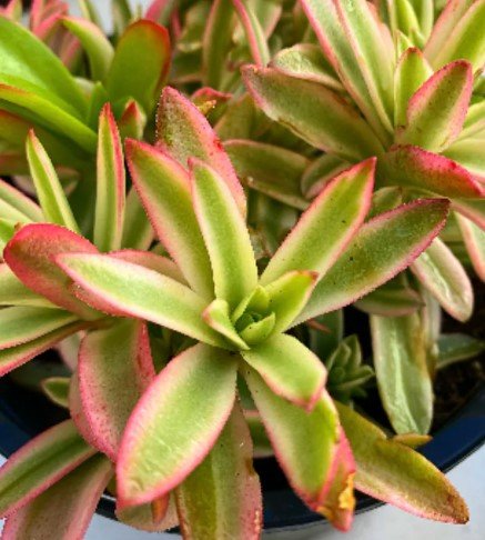 Variegated Crassula campfire cutting Plant Flower Plant RARE Home Plant Easy Care