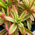 Variegated Crassula campfire cutting Plant Flower Plant RARE Home Plant Easy Care