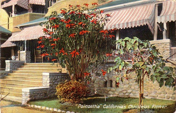Poinsettia Christmas Flower Growing in California CA, Vintage Postcard - 4015