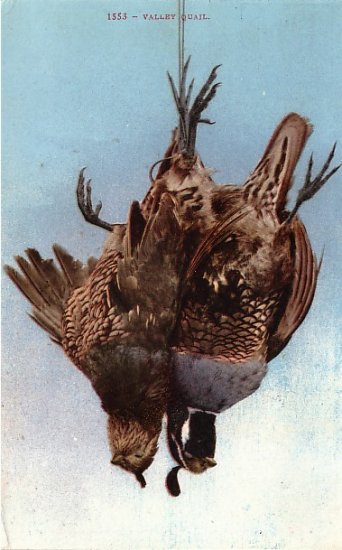 Valley Quail, Edward H Mitchell 1910 Vintage Postcard - M0061