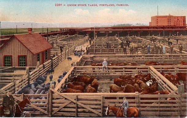 Union Stock Yards in Portland Oregon OR, Edward H Mitchell 1910 Vintage Postcard - M0086