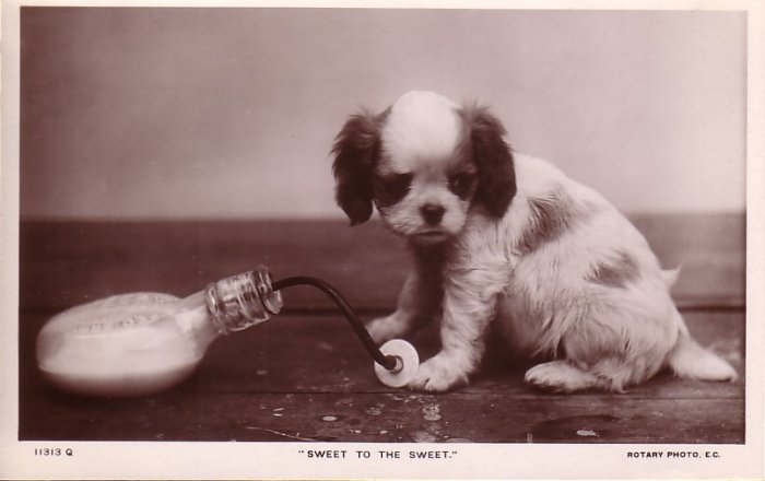 Puppy with Bottle, Rotary Photographic Real Photo Post Card RPPC - 5076