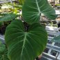 Philodendron Gloriosum