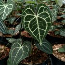 Anthurium Clarinervium
