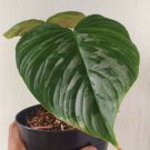 Philodendron Majestic Free Phyto