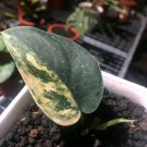 Scindapsus Jade Satin Variegated Aurea Yellow Free Phyto