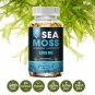 Organic Sea Moss 120 Caps Irish Sea Moss bladderwrack & Burdock Root Anti Aging Detox