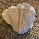 Rare Fossil Trilobite From Columbia, South Carolina