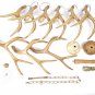 Deer Antler Chandelier Lighting Faux Decoration Antlers Pendant Lighting 6 Lights