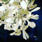 Lustre Luxury Branches Chandeliers Ceramic Ginkgo Biloba Chandelier D 31.5 X H 13.75â