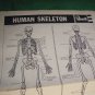 REVELL HUMAN SKELETON MODEL KIT! 1 foot tall! Loose & Mint! 1977! $35.00 Shipped!