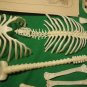 REVELL HUMAN SKELETON MODEL KIT! 1 foot tall! Loose & Mint! 1977! $35.00 Shipped!