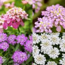 500 Pcs Candytuft Dwarf Fairy Mix Seeds