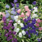 100 Pcs Canterbury Bells Seeds Campanula Medium Bell Flower Gol-e Estekani Glass Flower