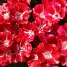 100 Pcs Godetia Meteor Grandiflora Seeds