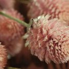 50 Pcs Gomphrena Globosa Salmon Seeds Globe Amaranth Makhmali Vadamalli