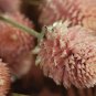 50 Pcs Gomphrena Globosa Salmon Seeds Globe Amaranth Makhmali Vadamalli