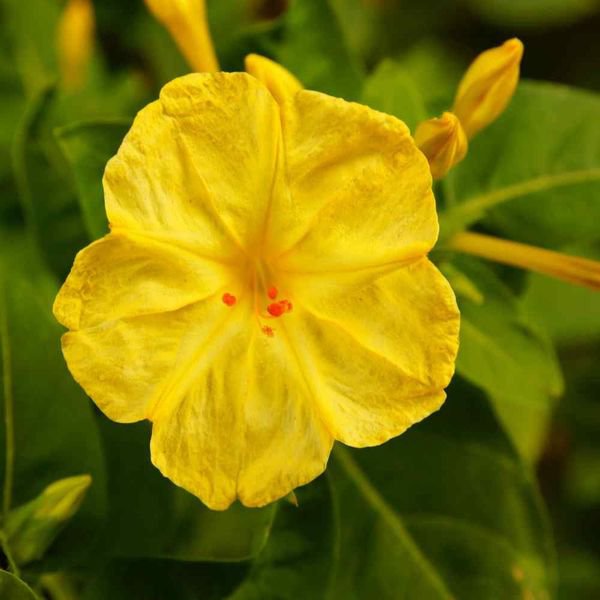 50 Pcs Four O'clock Seeds Yellow Mirabilis Jalapa Marvel Of Peru Clock Flower
