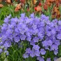 100 Pcs Campanula Seeds Bellflower Peach Leafed Blue Flowers