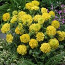 25 Pcs Gaillardia Pulchella Sundance Yellow Seeds Firewheel Indian Blanket Blanketflower Sundance