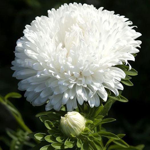 50 Pcs Aster Milady White Seeds Callistephus Chinensis Milady China Aster