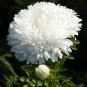 50 Pcs Aster Milady White Seeds Callistephus Chinensis Milady China Aster
