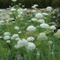 500 Pcs Bishop's Flower Seeds Bishop's Weed Large Bullwort Queen Anne's Lace Apiaceae Ammi Majus