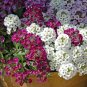 200 PCS Alyssum mix seeds Lobularia maritima Alyssum maritimum sweet alyssum sweet alison small pod