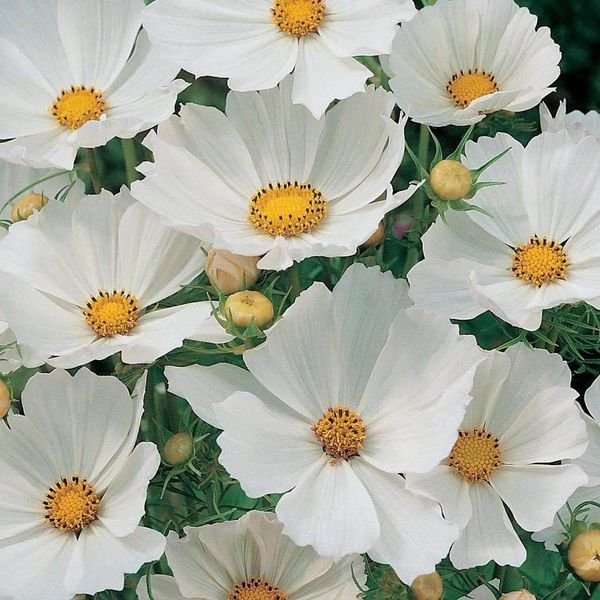 100 Pcs Cosmos Purity White Seeds Cosmos Bipinnatus