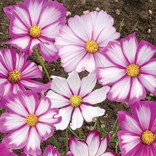 100 Pcs Cosmos Candy Striped Seeds