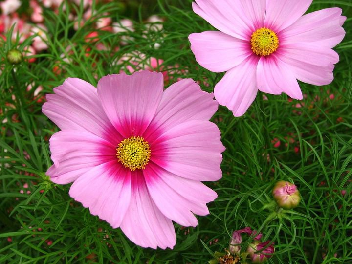 100 Pcs Cosmos Gloria Seeds