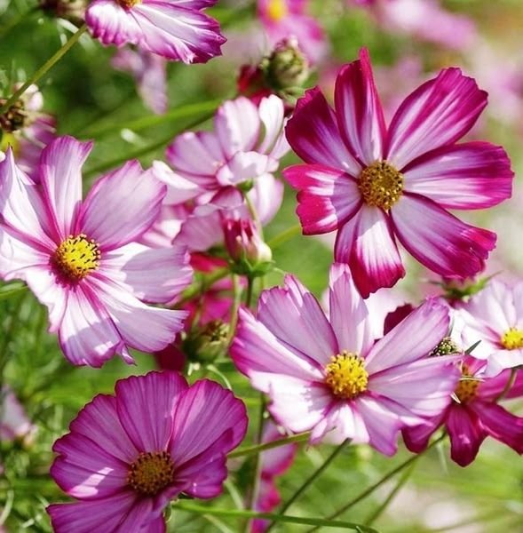 100 Pcs Cosmos Picotee Mix Seeds