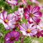 100 Pcs Cosmos Picotee Mix Seeds