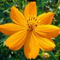 100 Pcs Cosmos Yellow Gold Seeds