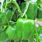 100 Pcs Green Pepper California Wonder Seeds Capsicum Annuum