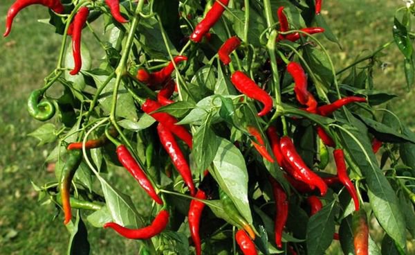 100 Pcs Pepper Cayenne Red Seeds Capsicum Annuum
