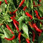 100 Pcs Pepper Cayenne Red Seeds Capsicum Annuum