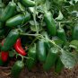 100 Pcs Pepper Hot Early Jalapeno Seeds Capsicum Annuum