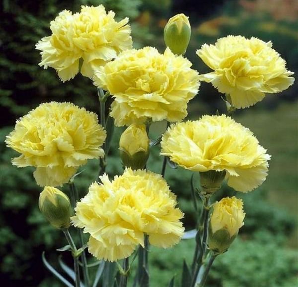 50 Pcs Carnation Chabaud Yellow Seeds Dianthus Caryophyllus