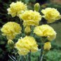 50 Pcs Carnation Chabaud Yellow Seeds Dianthus Caryophyllus