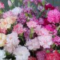 50 Pcs Carnation Chabaud Picotee Mixed Seeds Dianthus Caryophyllus
