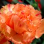 50 Pcs Carnation Chabaud Orange Seeds Dianthus Caryophyllus