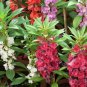 50 Pcs Balsam Camellia Impatiens Mixed Seeds